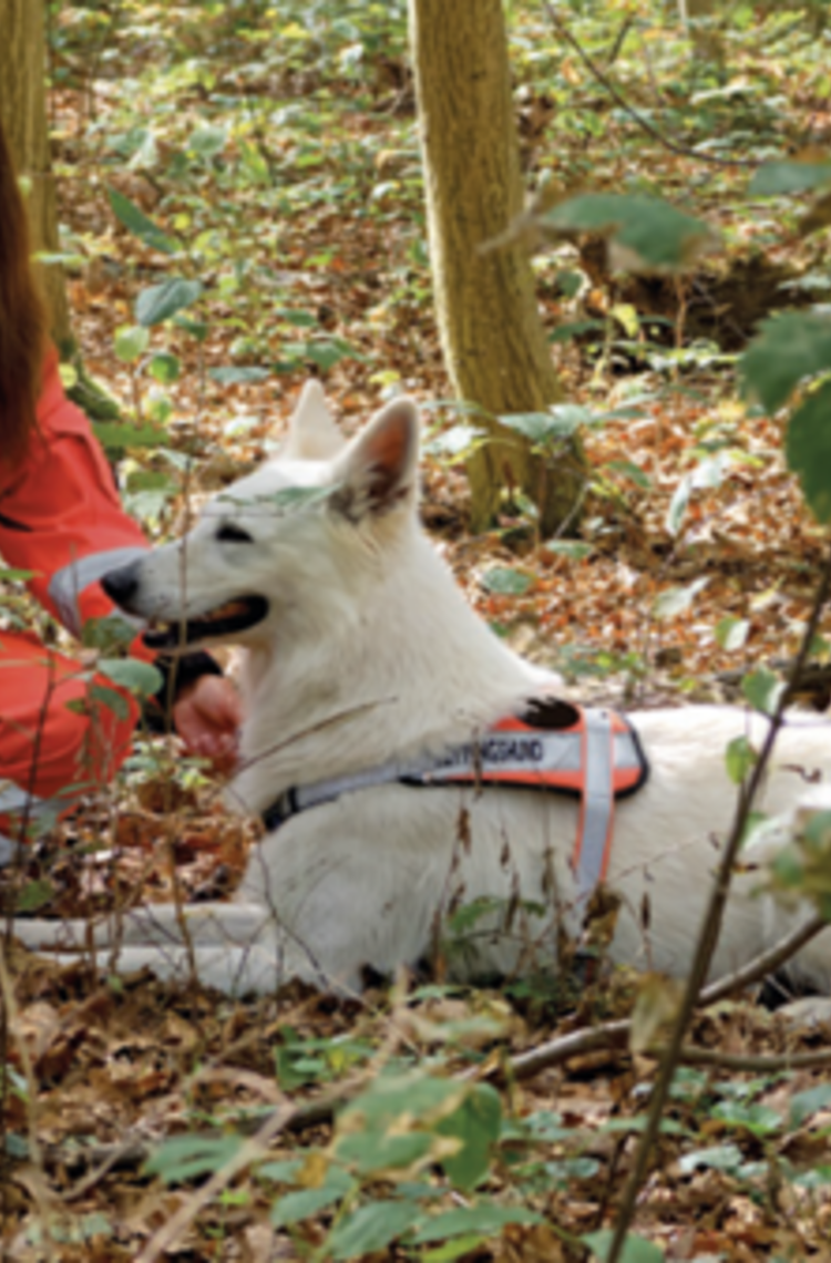 bavarian_rescue_dog_team_using_agnet